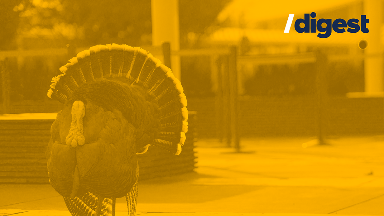 turkey walking on campus