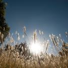 Decorative photo of wheat at UC Davis.