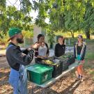 Students and employees discuss Student Farm, outside around crates of fresh vegetables